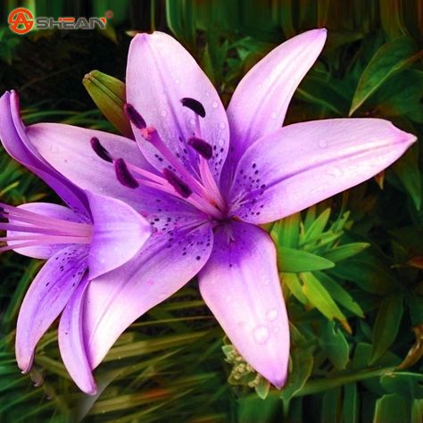 Purple Lily Promotion-Shop for Promotional Purple Lily on ... Lilium Flower, Growing Lilies, Courtyard Plants, Lily Seeds, Lily Plant, Purple Lily, Seed Pots, Flower Perfume, Lily Garden