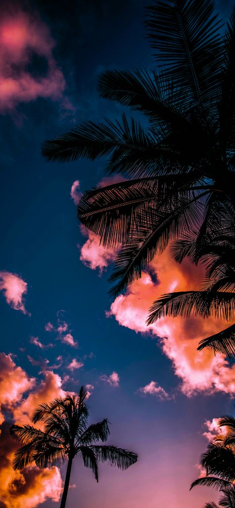 Miami - Wallpapers Central Wallpaper Pantai, Palm Tree Images, Strand Wallpaper, Beach Wallpaper Iphone, Beautiful Summer Wallpaper, Palm Trees Wallpaper, Iphone Arkaplanları, Wallpaper Cantik, Wallpaper Iphone Summer