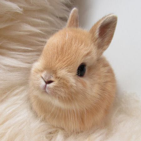 aww adorable pets cute animals baby animals pets aesthetic animals aesthetic adorable animals rabbits aesthetic cute rabbits adorable rabbits aesthetic adorable pets aesthetic adorable animals aesthetic cute bunnies aesthetic adorable bunnies beige bunnies beige pets tan bunnies beige rabbits aesthetic bunnies aesthetic white aesthetic cream aesthetic beige aesthetic bunnies cream fur faux fur Ginger Bunny, Cinnamon Bunny, Kraftangan Prasekolah, Cute Bunny Pictures, Bun Bun, Animale Rare, Bunny Pictures, Pet Bunny