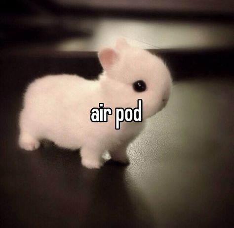 Humour, Animals With Captions, Drawing Refrences, Air Pod, Michael Cera, Mia 3, Silly Memes, Silly Animals, Silly Cats