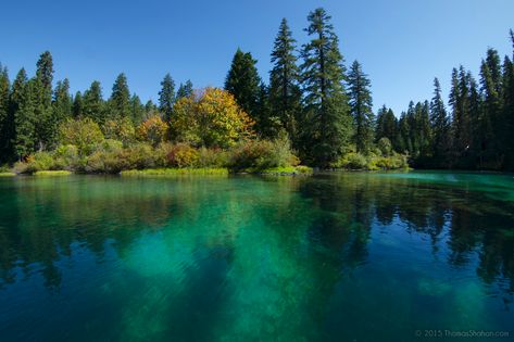 Clear Lake Oregon, Pretty Forest, Oregon Lakes, Calm Place, Golden Lake, Free Dive, Oregon Trip, Spring Court, Oregon Life