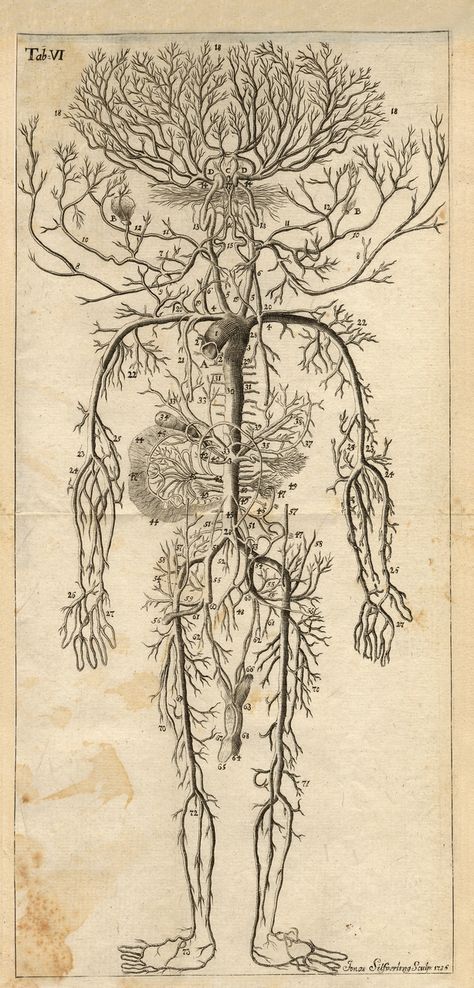 Medical Illustrations, Arterial System, Human Circulatory System, Science Photos, Medical Art, Photo Greeting Cards, Circulatory System, Medical Illustration, Scientific Illustration