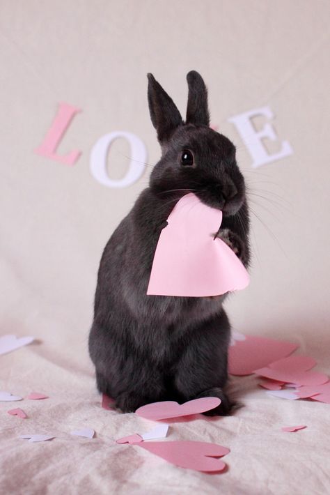 Bunny love Crazy Bunny Lady, Bunny Lady, Bunny Mom, Fluffy Bunny, Bunny Pictures, Pet Bunny, Bunny Lovers, Honey Bunny