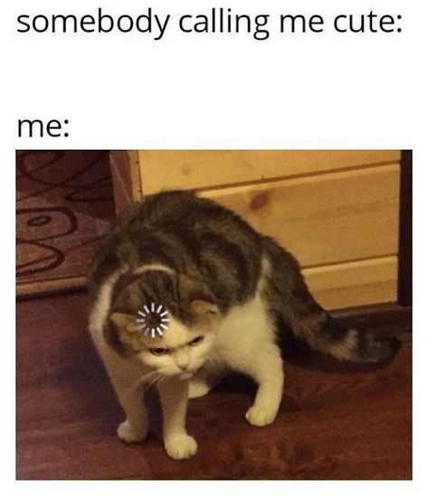 33 Memes Of The Best Trending Memes Vol.16 Humour, Hilarious Memes, Introvert Humor, Animals Care, Silly Cats Pictures, Dark Memes, Seriously Funny, Me Quotes Funny, Wholesome Memes