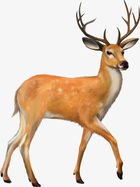 Start Digital Art, Animal Pictures For Kids, Deer Vector, Deer Cartoon, Deer Drawing, Deer Animal, Deer Photos, Deer Illustration, Deer Pictures