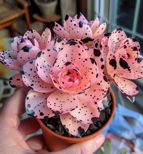 Facebook Indoor Garden Aesthetic, Goth Garden, Plant Goals, Pink Succulent, Plant Fungus, Pink Plant, Nothing But Flowers, Garden Aesthetic, Succulent Gardening