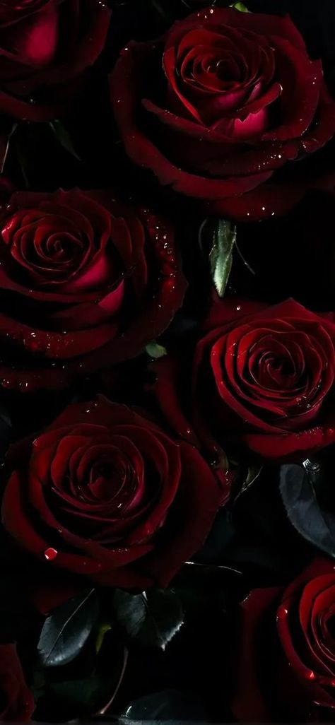 Enchanting Petals: The Allure of Floral Smartphone Backgrounds Pretty Wallpapers Backgrounds Aesthetic, Chat Wallpaper Whatsapp, Purple Roses Wallpaper, Black And Purple Wallpaper, Galaxy Wallpapers, Iphone Widgets, Dark Red Roses, Red Roses Wallpaper, Dark Wallpapers