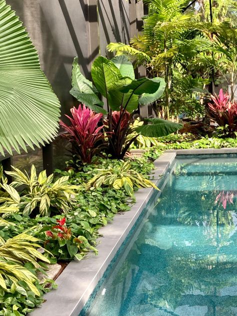 Florida tropical garden landscaping - Tropical - Landscape - Miami - by Matthew Giampietro Garden Design | Houzz Tropical Pool Landscaping, Amazing Landscaping Ideas, Pool Plants, Tropical Landscape Design, Lush Plants, Florida Pool, Florida Landscaping, Tropical Garden Design, Tropical Backyard