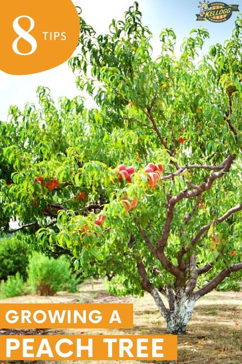 Permaculture, Alberta Peach Tree, How To Care For Peach Trees, How To Plant A Peach Tree, Donut Peach Tree, How To Care For Fruit Trees, Flowering Peach Tree, Red Haven Peach Tree, How To Grow Peaches