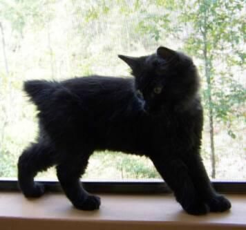 American Bobtail kitten Manx Kittens, Black Cat Breeds, American Bobtail Cat, American Bobtail, Bobtail Cat, Kitten Photos, Cat Breed, Cat Pose, Cat Care