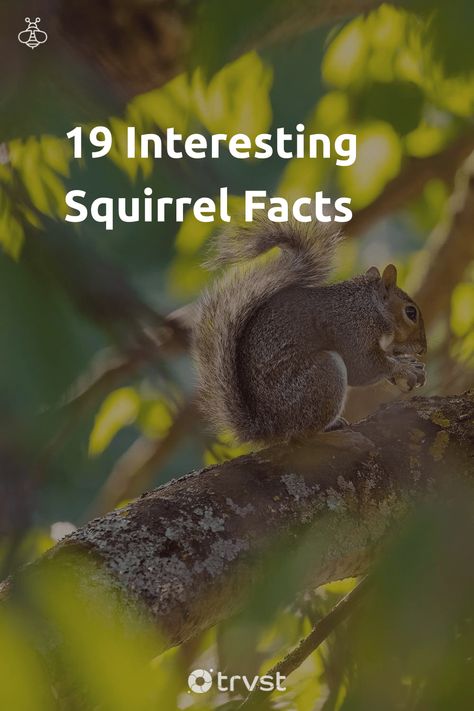 Nature, Facts About Squirrels, Squirrel Puns, Squirrel Quote, Indian Giant Squirrel, Douglas Squirrel, Funny Squirrel Pictures, Squirrel Species, Giant Squirrel