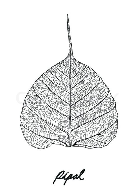 Stock vector of 'Pipal leaf vector' Pipal Leaf Painting, Peepal Tree Drawing, Peepal Leaf Painting, Bodhi Leaf Art, Pipal Leaf Art, Bodhi Leaf Tattoo, Agastya Muni, Bodhi Tree Drawing, Peepal Leaf Art