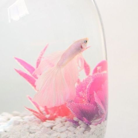 Pink Betta Fish Half Moon Pet Fish Bowl, Pink Betta Fish, Fish Bowl Ideas, Moon Fish, Coral Aquarium, Fish Tank Themes, Betta Aquarium, Bowl Ideas, Pretty Fish