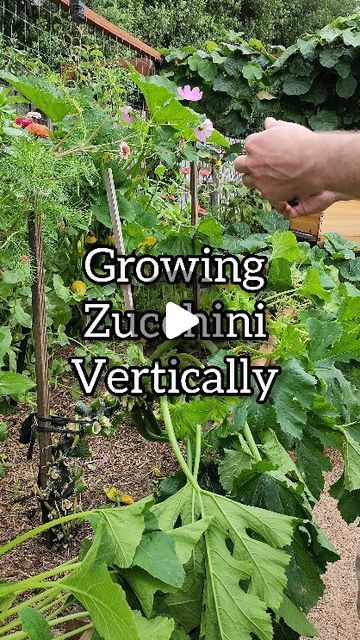 46K views · 1.6K likes | Ashenden Burke (Ash) 👨‍🌾 Home Gardener on Instagram: "Here's 4 reasons why growing zucchini vertically is a game changer: 

1️⃣ Space Saver 
Perfect for small gardens, those with limited space on a balcony or if you want to grow more in a smaller space. No more sprawling vines! Simply cut off any leaves below the lowest zucchini. 

2️⃣ Easy Harvesting
Growing zucchini vertically makes access easy and keeps them off the ground. 

3️⃣ Air Circulation
Vertical gardening promotes air circulation, reducing the risk of fungal diseases. 

4️⃣ Aesthetic Appeal
It's not just practical, but looks 👌 

Hit that follow button to see lots more gardening content 💚 

#garden #raisedgardenbeds #raisedgarden #growyourownfood #vegetables #gardening #gardensofinstagram #bhgaus #ur Growing Courgettes Vertically, Squash Growing Vertical, Zucchini Growing Vertical, Vertical Squash Gardening, Zucchini Vertical Growing, Squash Vertical Growing, How To Grow Zucchini In A Container, Zucchini Plants Vertical, Vertical Zucchini Garden