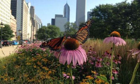 Cities are key to saving monarch butterflies Nature, Book Hoarder, Urban Wildlife, Butterfly Gardens, Milkweed Plant, Grow Wildflowers, Photo Walls, National Wildlife Federation, Agricultural Practices