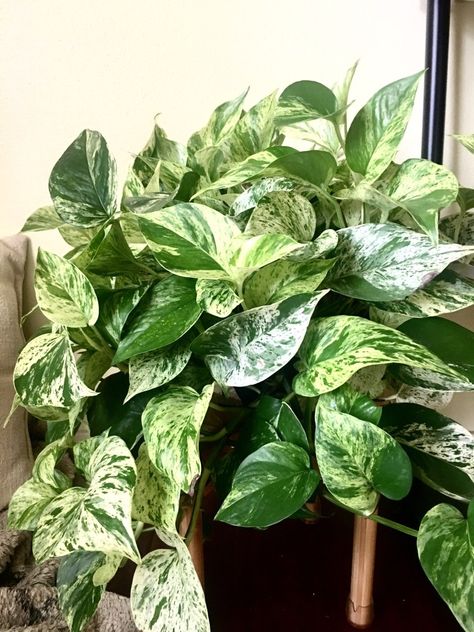 Trailing House Plants, House Tree Plants, Fall House, Lipstick Plant, Easy House Plants, Making Plant Pots, Love Plants, Pothos Plant, Inside Plants