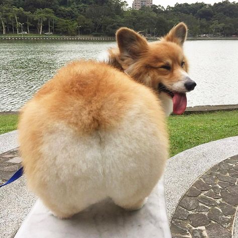 World’s Greatest Gallery of Corgi Butts Fluffy Corgi, Cute Corgi Puppy, Corgi Pictures, Corgi Funny, Corgi Butts, 강아지 그림, Really Cute Dogs, Funny Dog Memes, Corgi Puppy