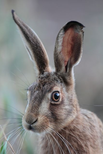 Rabbit, Bunny, Hare, Kanin, Coelho, Coelhinho, Lapin, coniglio, coniglietto, coniglietta, Conejo, Conejito, Konijn, Hase, Kaninchen, Kanin Animal Kingdom, Wildlife Photography, Photo Animaliere, British Wildlife, Woodland Creatures, Nature Animals, Animal Photo, 귀여운 동물, Beautiful Creatures