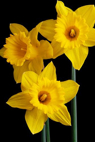 Daffodils. Gender: Feminine, Planet: Venus, Element: water. Place a daffodil on your altar  while casting a love spell. Daffodils bring love, luck, and fertility.http://www.AriellaMoon.com Planet Venus, Element Water, Daffodil Flower, Birth Flowers, Mellow Yellow, Love Flowers, My Flower, Daffodils, Pretty Flowers