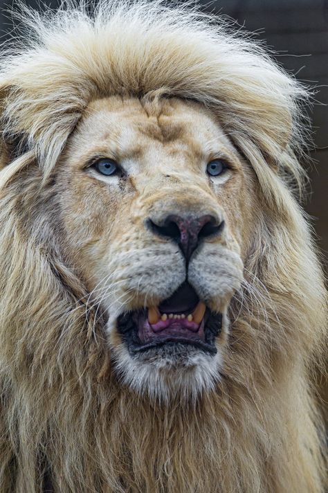 ❥  Bouba with open mouth | A nice portrait of Bouba with open mouth, he's a beautiful white lion! Lion Cub Tattoo, Lion Face Paint, Lion And Lioness Tattoo, Rhino Animal, Lion Eyes, Lion King Tattoo, African Cats, Lion King Baby, Lion Head Tattoos