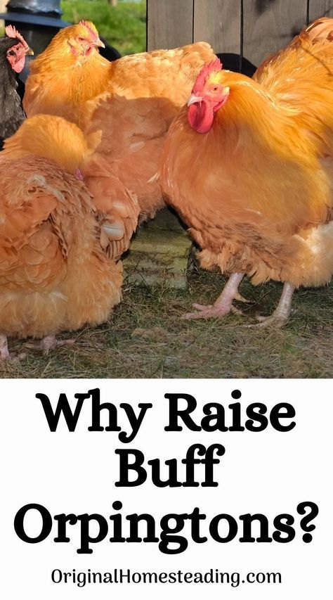 Are you thinking of raising Buff Orpington Chickens? Here is a beginner's guide for Buff Orpington chicken care! Buff Orpington Chickens Eggs, Buff Chicken, Buff Orpington Hen, Buff Orpington Chickens, Orpington Chickens, Chicken Raising, Chicken Coloring, Buff Orpington, Chicken Care