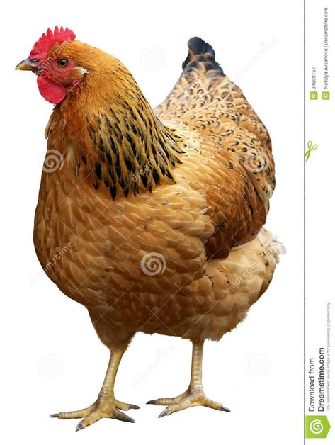 Brown Hen Isolated On A White Background. Royalty Free Stock ... Chicken Photos, White Hen, Rhode Island Red, Chicken Pictures, Rooster Painting, Beautiful Chickens, Chicken Painting, Rooster Art, Soyut Sanat Tabloları