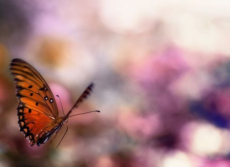 40 Beautiful Examples of Bokeh Photography - The Photo Argus Lens Aperture, Bokeh Photography, Shallow Depth Of Field, Depth Of Field, Photography Techniques, For Today, Blur, The Photo, Art Tutorials
