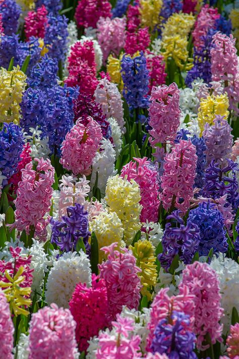 Garden Bulbs, Hyacinth Bulbs, Pink Perennials, When The Wind Blows, Hyacinth Flowers, Fall Bulbs, The Spike, Garden Angels, Language Of Flowers