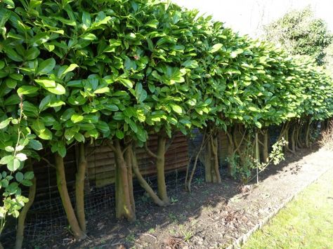 Pleached-Laurel-Hedge Planting Shrubs, Leylandii Hedge, Cherry Laurel Hedge, Hedge Trees, Laurel Hedge, Garden Improvement, Laurel Tree, Garden Hedges, Garden Shrubs