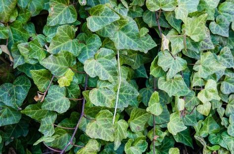 Climbing ivy is a good choice for certain uses in your garden, but it can also be problematic. This is a guide about things to consider before growing climbing ivy. Nature, Garden Plants Ideas, Hillside Gardening, Wall Climbing Plants, English Ivy Plant, Climbing Ivy, Ivy Wall, Hillside Garden, Plant Zones