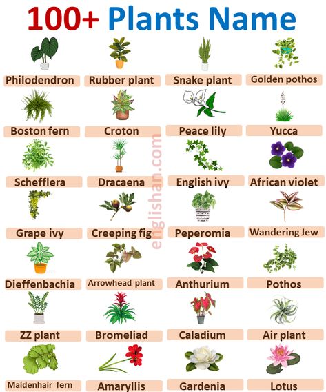 Common House Plants Names, Types Of Plants Chart, Scientific Names Of Plants, Ornamental Plants With Names, Plants Name With Pictures, Plant Names Ideas, Plant Nursery Aesthetic, Trees Name In English, Scientific Names Of Flowers