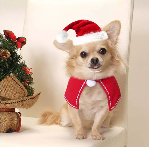 Natal, Dog Christmas Costume, Cat Dog Costume, Cat Santa Hat, Small Dog Dresses, Christmas Dog Outfits, Christmas Dog Costume, Hat Birthday, Cats Christmas