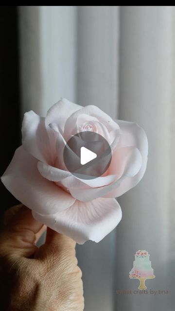 Tina Chen on Instagram: "In this tutorial, I will demonstrate how to make the inner petals of a sugar rose. Typically, I create 6 to 7 layers for a complete sugar rose.   To achieve a natural and beautiful rose, mastering the cone and the first three layers is essential. I hope this video helps you with your sugar flower crafting.  I will post whole process of sugar garden rose making on my YouTube account soon. If you are interested to know more details of sugar rose. You can watch on Sweet Crafts by Tina.   #sugarflowerclass #sugarpaste #floralcrafts #edibleflowers #waferpaperflower #weddingcake #sugarflowers #sugarflower #ediableflowers  #waferpaperflowers #gumpasteflowers #gumpaste #gumpasteflower #flowerpaste #sugarart #weddingcakedecoration #cakedecorating #handmadeflowers  #sugarflo How To Make Gumpaste Flowers, Sugarpaste Flowers Tutorial, How To Make Gum Paste Flowers, Rose Fondant Tutorial, Gumpaste Flowers Tutorial, Sweet Crafts, Rose Making, Sugar Paste Flowers, Sugar Flowers Tutorial