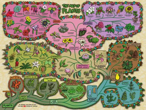 From the video: youtu.be/ONVpFtiD-fo?si=Yggt4ityVmc1GgVJ In this map of plants I summarise all of the different kinds of plants from algae all the way through bryophytes, ferns, gymnosperms, angiosperms, monocots, eudicots, rosids and asterids. I explain how they are related to each other due to their evolutionary history, and the features that make plants so successful, leaves, roots, a vascular system, spores, seeds, flowers and fruits. Make A Map, Summer Study, Best Primer, Home Learning, Growing Food, The Map, Native Plants, Our Planet, Colorful Flowers