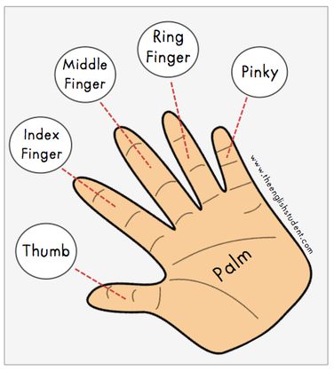 names of fingers, ESL, vocabulary,  #learnenglish  http://www.uniquelanguages.com/english-courses/4576881423 Names Of Fingers, Tatabahasa Inggeris, Materi Bahasa Inggris, Learning English For Kids, English Vocab, Kids English, English Classroom, English Language Teaching, English Lessons For Kids