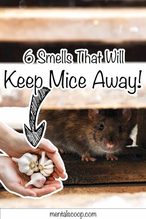 6 Smells That Will Keep Mice Away! - Mental Scoop Keep Mice Away, How To Deter Mice, Keep Snakes Away, Mice Repellent, Getting Rid Of Mice, Natural Repellent, Peppermint Scent, Rainbow Garden, Cinnamon Essential Oil