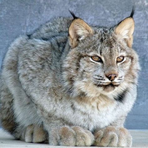 The Canadian lynx is a true miracle of nature. Judge for yourself: this animal is twice as miniature as an ordinary lynx, while it has a huge amount of soft fluffy fur in which you want to drown. But the most remarkable feature of the Canadian lynx is its disproportionately massive and wide paws, which are so convenient to walk on deep snow. Well, just a winter fairy tale, not a pet! Nature Wallpaper Aesthetic, Canada Lynx, Serval Cats, Sand Cat, Animals Tattoo, Tattoo Nature, Wild Animals Photography, Wild Animals Photos, Scary Cat