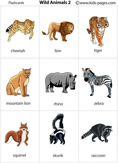 Printable Animal Pictures, Wild Animals Printable, Animal Pictures For Kids, Animal Flashcards, Learning English For Kids, Picture Dictionary, Wild Animals Pictures, Flashcards For Kids, Kids English