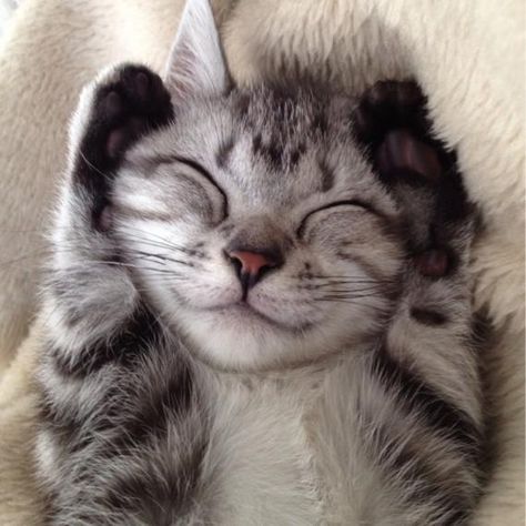 Top 14 des chats qui sourient à la vie, le top qui fait du bien Smiling Cat, Kitten Love, Cat Icon, Grey Cats, Cute Kittens, Cats Meow, Beautiful Cats, Cat Photo