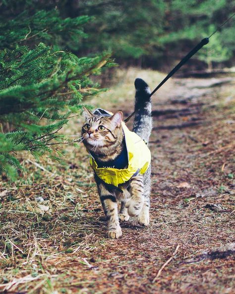 Pet Sunscreen, Cat Outside, Camping With Cats, Adventure Cat, Cat Essentials, Dream's Cat, Cats Pet, Cat Travel, Like A Cat