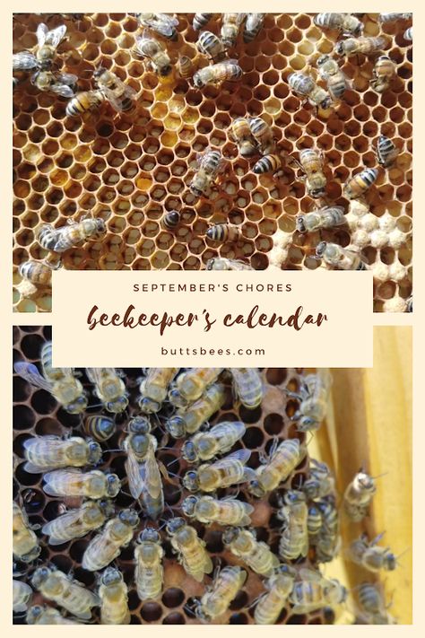 Food Storage, Beginner Beekeeping, Chore Calendar, Wax Moth, Diy Homestead, Calendar September, Beekeeping For Beginners, Backyard Beekeeping, Bee Keeping