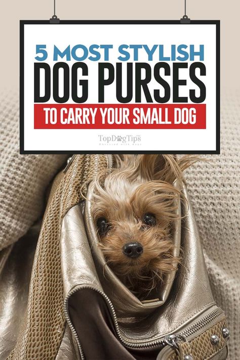 Purse Dog Aesthetic, Dog Purse Handbags, Fancy Dogs, Yorkie Hair, Pet Carrier Purse, Puppy Purse, Dog Carrier Purse, Small Dog Accessories, Best Small Dogs