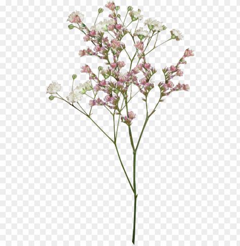 Aesthetic Flowers Transparent Background, Aesthetic Png Transparent Background, Flower Png Images For Editing, Aesthetic Flowers For Journal, Flower With Transparent Background, Transparent Flowers Overlays, Minimal Png Aesthetic, Flowers Overlay For Edits, Aesthetic Pictures Png