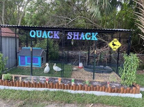 Diy Duck Enclosure Ideas: Duck pen with garden in front Backyard ducks Duck pens Backyard animals Chickens backyard Duck house diy Backyard chicken farming Pallet Duck House Diy, Duck Coop And Run Ideas, Duck Signs For Coop, Duck Ponds Backyard Diy, Diy Duck Enclosure, Duck Pool Ideas, Diy Duck Enclosure Ideas, Duck Run Ideas, Duck Pen Ideas