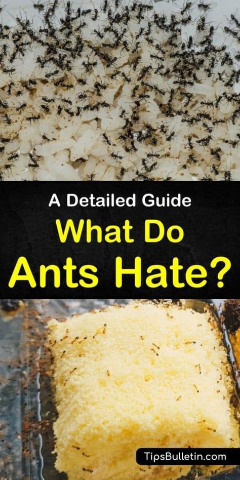 Ant Killer Recipe, Sugar Ants, Ant Spray, Ant Repellent, Bug Spray Recipe, Ant Problem, Ant Infestation, Ants In House, Ant Control