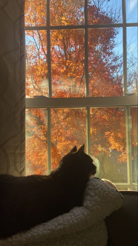 Priyacore Aesthetic, Fall Romance Aesthetic, Ghibli Autumn, Cozy Autumn Aesthetic Wallpaper, Autumn Witch Aesthetic, Fall Profile Pictures, Halloween Pfp Aesthetic, Fall Black Cat, Vintage Cottagecore Aesthetic