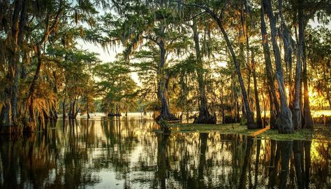 Types of Trees in Swamps Bonito, Louisiana Road Trip, Alligator Hunting, Eastern White Cedar, Cypress Swamp, Louisiana Bayou, Aquatic Birds, Thuja Occidentalis, Mangrove Swamp