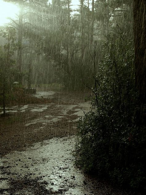 Thunderstorms Pinetop Arizona, Rain And Thunderstorms, Rain Pictures, Rainy Day Aesthetic, I Love Rain, Rain Storm, Love Rain, Aesthetic Green, Pretty Landscapes