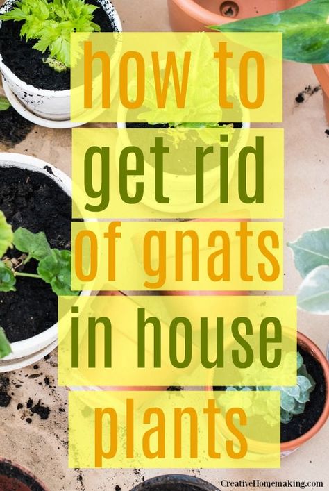 Kill Gnats In House, Gnats In House, Killing Fruit Flies, Gnats In House Plants, In House Plants, Fruit Flies In House, Get Rid Of Gnats, How To Get Rid Of Gnats, Plant Bugs