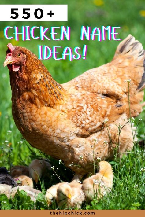 Animal Information, Chicken Tips, Chicken Names, Farm Homestead, Chicken Care, Pet Chicken, How To Raise Chickens, Chicken Owner, Animals Information